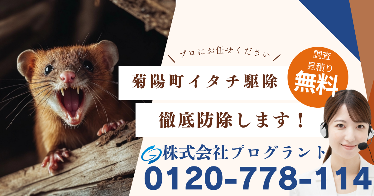菊池郡菊陽町　イタチ駆除　プログラント